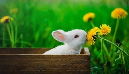 开云：云端生活的全新觉醒